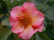 Rose Leersum 700 Foto Myroses